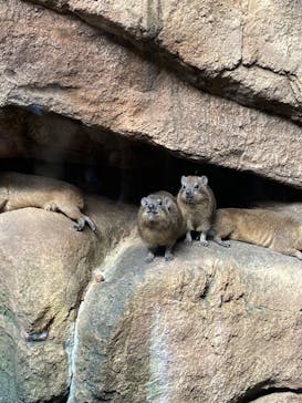 天王寺動物園に投稿された画像（2020/9/21）
