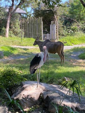 天王寺動物園に投稿された画像（2020/9/21）
