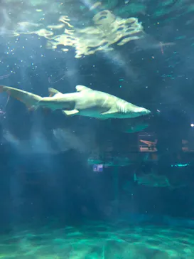 アクアワールド茨城県大洗水族館に投稿された画像（2020/9/21）