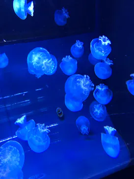 すみだ水族館に投稿された画像（2020/9/21）