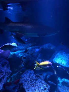 すみだ水族館に投稿された画像（2020/9/21）