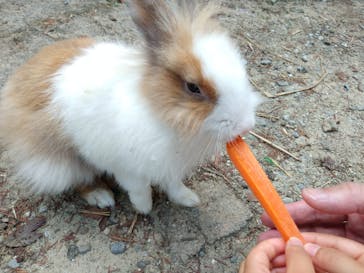 しろとり動物園に投稿された画像（2020/9/21）