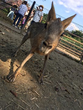 群馬サファリパークに投稿された画像（2020/9/21）