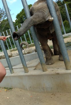 しろとり動物園に投稿された画像（2020/9/21）