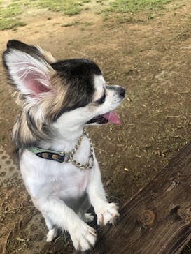 わんダフルネイチャーヴィレッジに投稿された画像（2020/9/21）