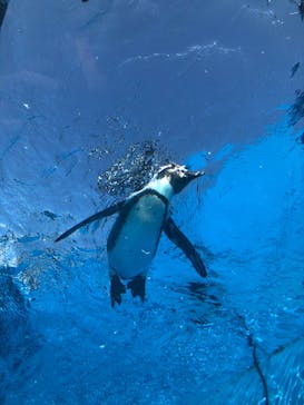 サンシャイン水族館に投稿された画像（2020/9/21）
