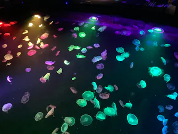 すみだ水族館に投稿された画像（2020/9/21）