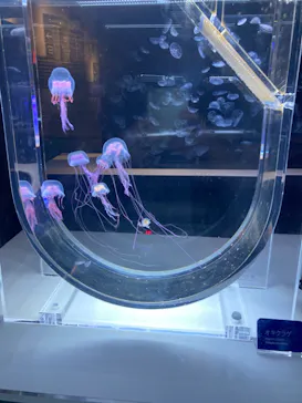 すみだ水族館に投稿された画像（2020/9/21）