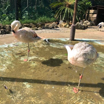 美らヤシパークオキナワ・東南植物楽園に投稿された画像（2020/9/21）