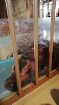 旭川市旭山動物園に投稿された画像（2020/9/21）