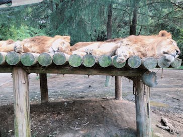 群馬サファリパークに投稿された画像（2020/9/21）