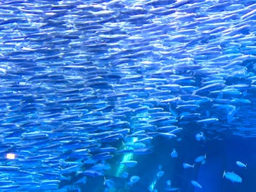 横浜・八景島シーパラダイスに投稿された画像（2020/9/21）