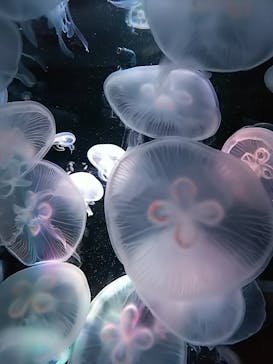 京都水族館に投稿された画像（2020/9/21）