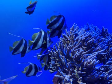 鳥羽水族館に投稿された画像（2020/9/21）