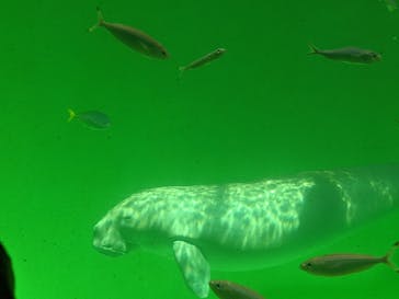 鳥羽水族館に投稿された画像（2020/9/21）