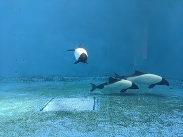 鳥羽水族館に投稿された画像（2020/9/21）