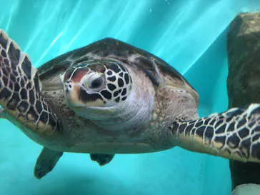 仙台うみの杜水族館に投稿された画像（2020/9/21）