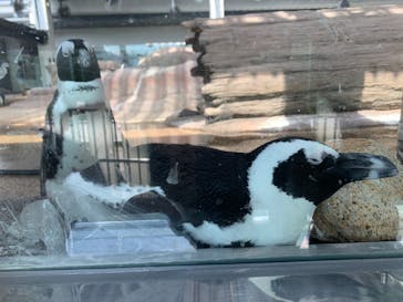 京都水族館に投稿された画像（2020/9/21）