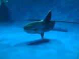 アクアワールド茨城県大洗水族館に投稿された画像（2020/9/21）