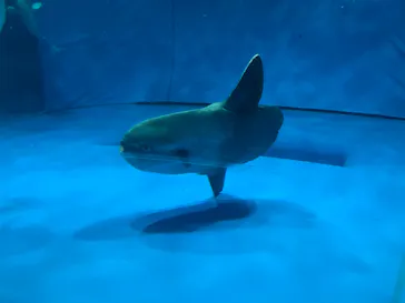 アクアワールド茨城県大洗水族館に投稿された画像（2020/9/21）