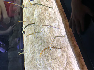 すみだ水族館に投稿された画像（2020/9/21）