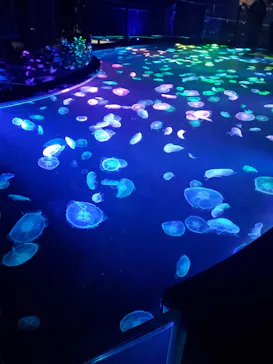 すみだ水族館に投稿された画像（2020/9/21）