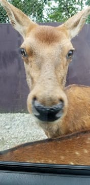 那須サファリパークに投稿された画像（2020/9/21）