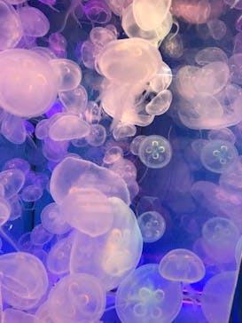 しながわ水族館に投稿された画像（2020/9/21）