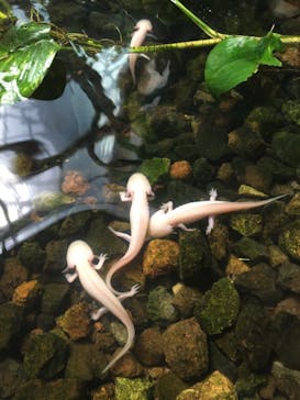 体感型動物園iZooに投稿された画像（2020/9/21）