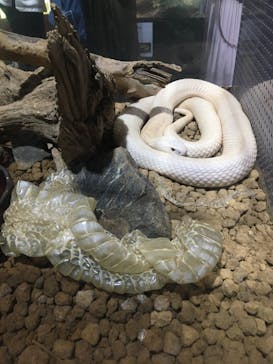 体感型動物園iZooに投稿された画像（2020/9/21）