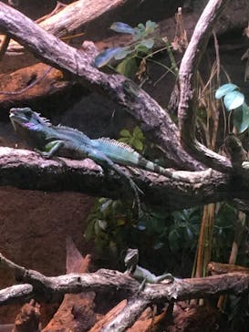 体感型動物園iZooに投稿された画像（2020/9/21）