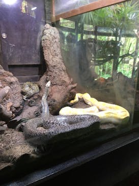 体感型動物園iZooに投稿された画像（2020/9/21）