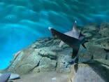 アクアワールド茨城県大洗水族館に投稿された画像（2020/9/21）
