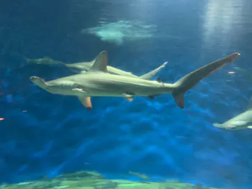 アクアワールド茨城県大洗水族館に投稿された画像（2020/9/21）