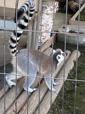 旭川市旭山動物園に投稿された画像（2020/9/21）