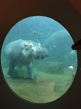 旭川市旭山動物園に投稿された画像（2020/9/21）