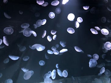 サンシャイン水族館に投稿された画像（2020/9/21）