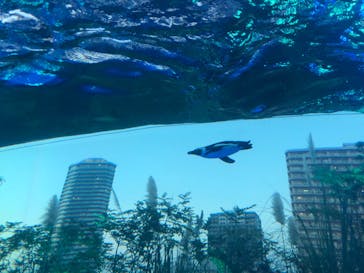 サンシャイン水族館に投稿された画像（2020/9/21）