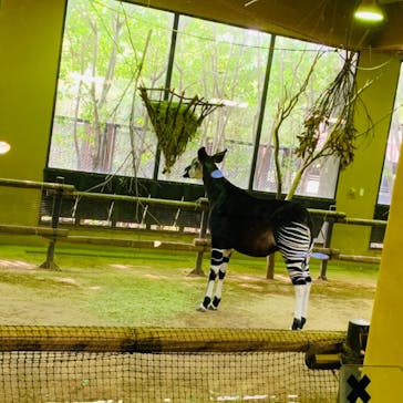 よこはま動物園ズーラシアに投稿された画像（2020/9/21）