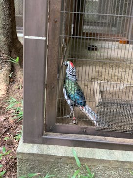 よこはま動物園ズーラシアに投稿された画像（2020/9/21）