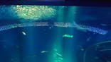 アクアワールド茨城県大洗水族館に投稿された画像（2020/9/21）