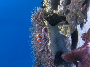 アクアワールド茨城県大洗水族館に投稿された画像（2020/9/21）
