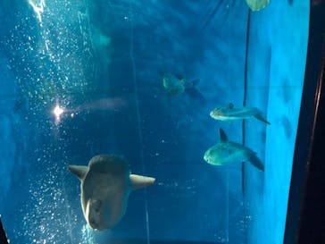 アクアワールド茨城県大洗水族館に投稿された画像（2020/9/21）