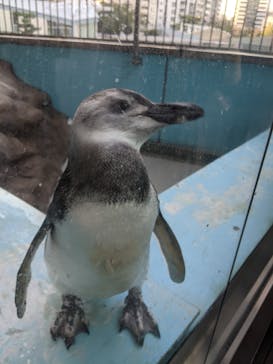 しながわ水族館に投稿された画像（2020/9/21）