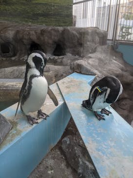 しながわ水族館に投稿された画像（2020/9/21）