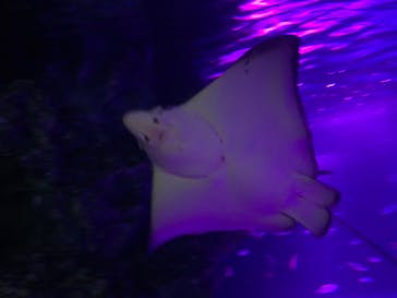 サンシャイン水族館に投稿された画像（2020/9/21）