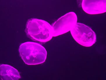 サンシャイン水族館に投稿された画像（2020/9/21）