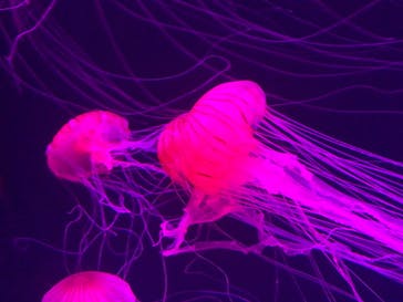 サンシャイン水族館に投稿された画像（2020/9/21）