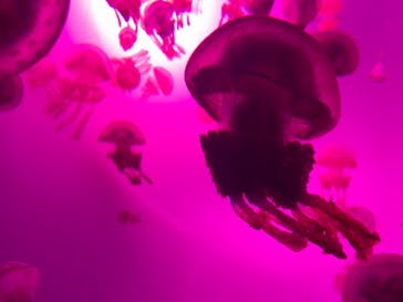 サンシャイン水族館に投稿された画像（2020/9/21）