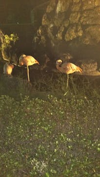 群馬サファリパークに投稿された画像（2020/9/21）